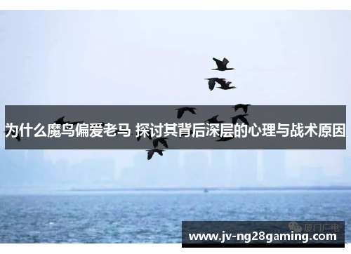 为什么魔鸟偏爱老马 探讨其背后深层的心理与战术原因 为什么魔鸟偏爱老马 探讨其背后深层的心理与战术原因